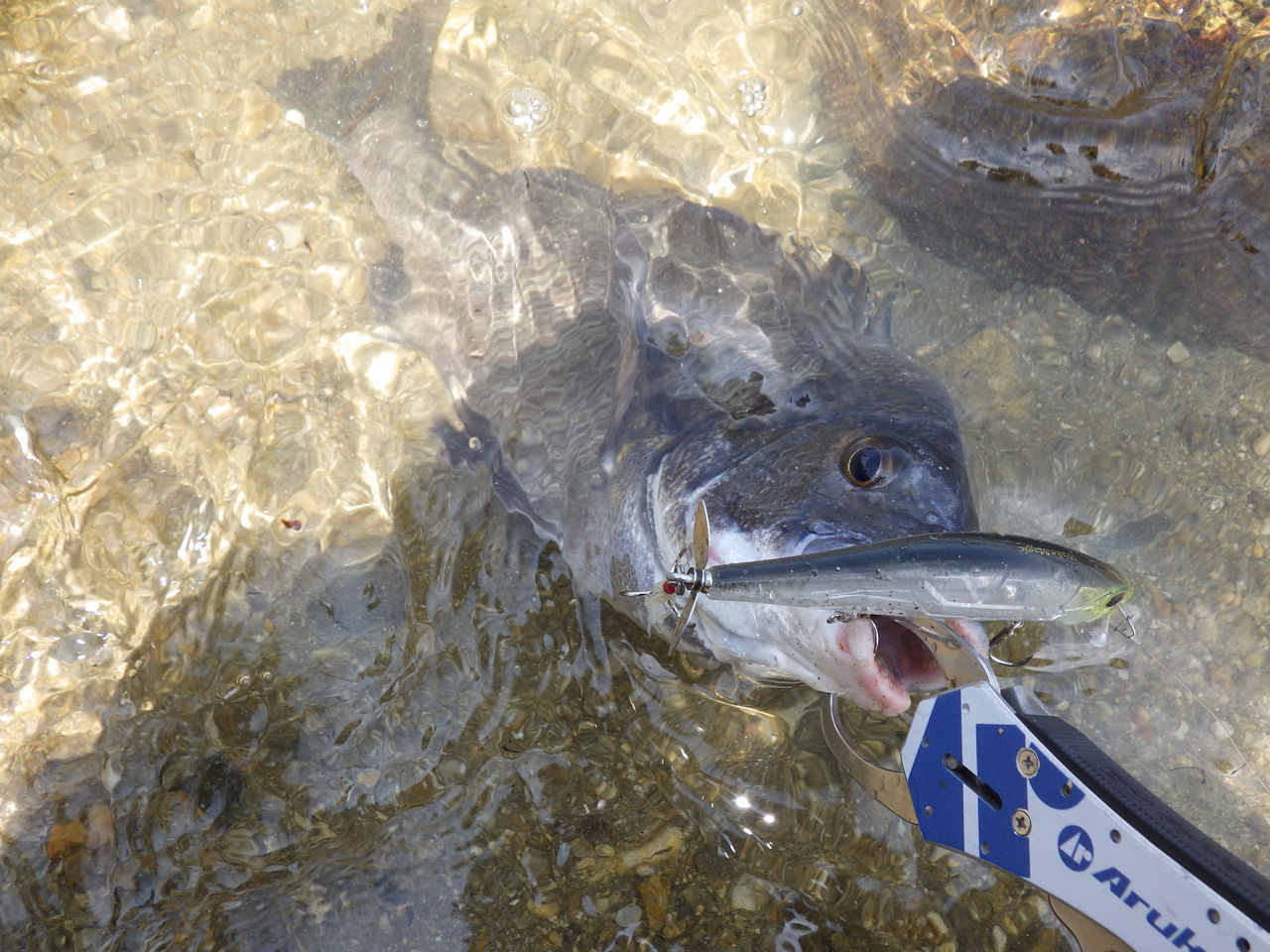 エイトトラップ ひとりぼっち釣行記 エイトトラップ ひとりぼっち釣行記