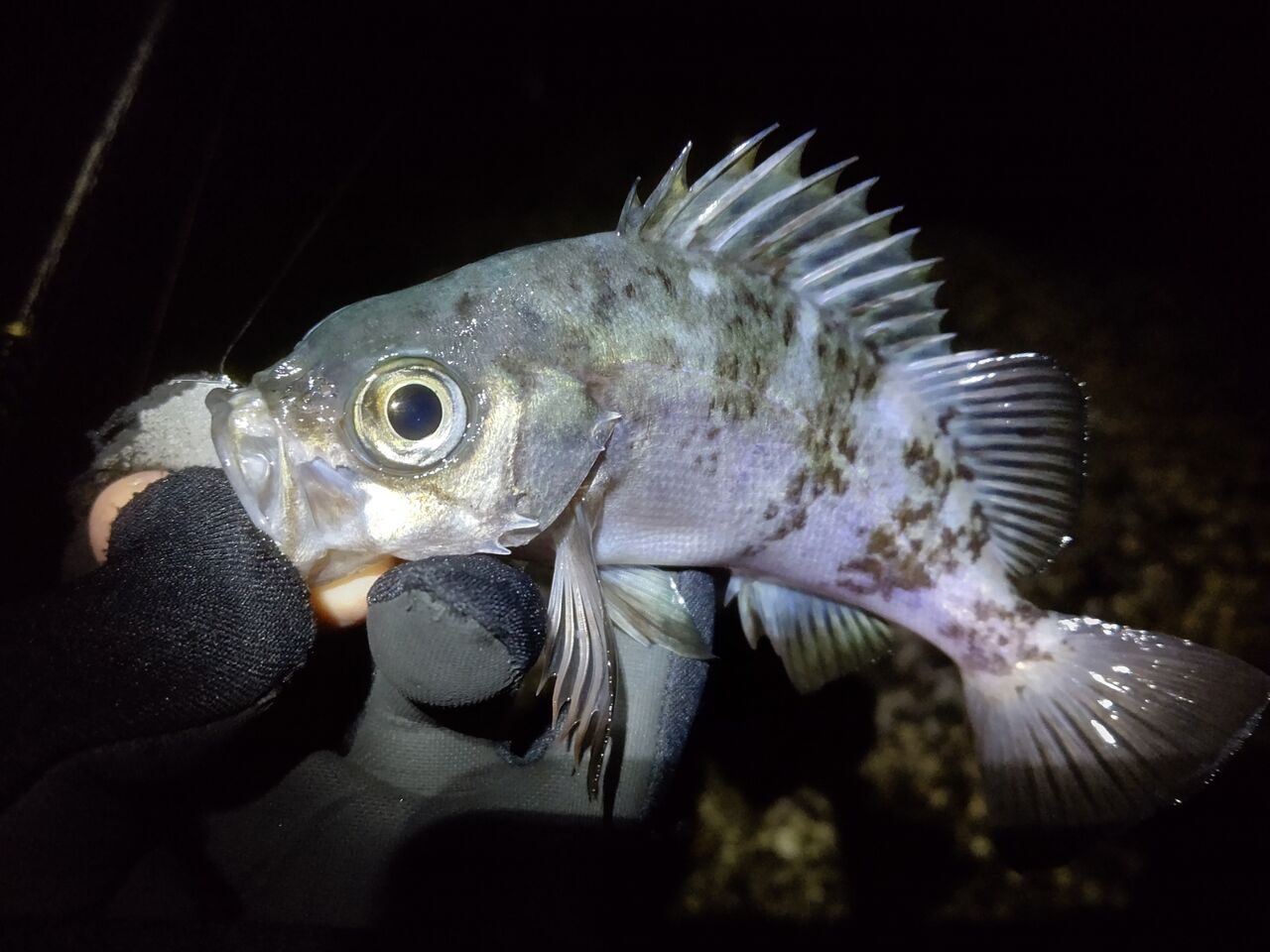 ひとりぼっち釣行記 メバリング Livedoor Blog ブログ