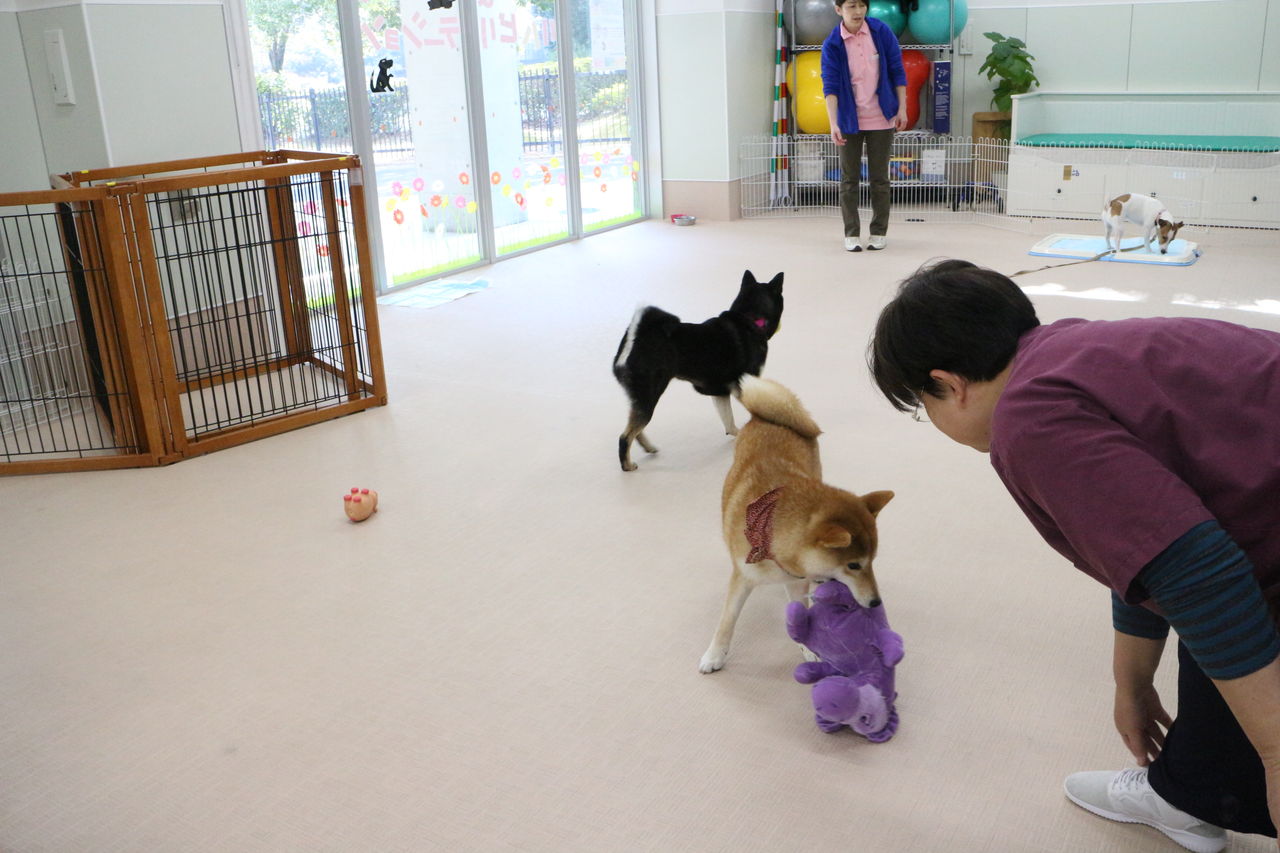 2018年1月16日 幼稚園 犬のしつけ方教室 京都ダクタリ学園