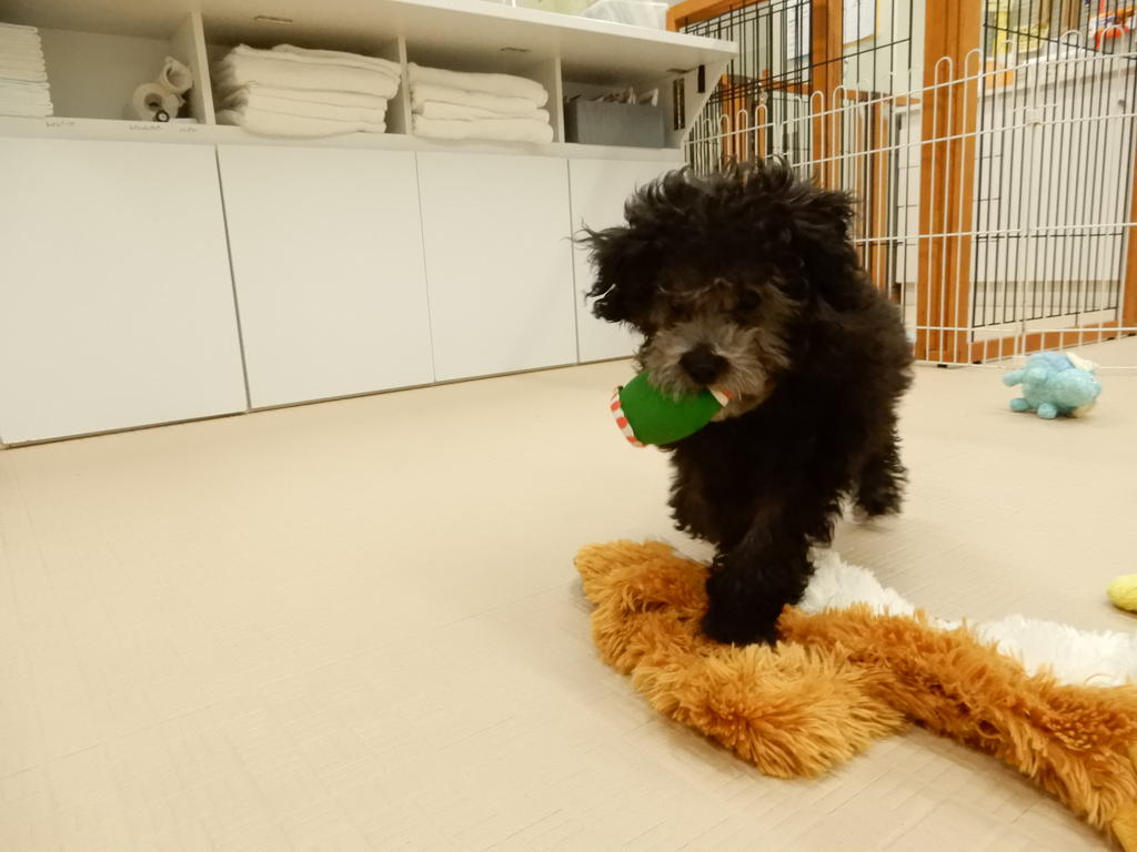 社会化期は慎重に 社会化期の幼稚園 第2弾 犬のしつけ方教室 京都ダクタリ学園 社会化期は慎重に 社会化期の幼稚園 第2弾 犬のしつけ方教室 京都ダクタリ学園
