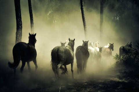 horses-1759214_960_720