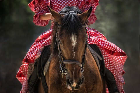horse-1139142_960_720