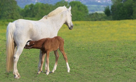 foal-5183837_960_720
