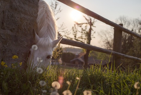 horse-331866_960_720