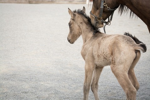 foal-5238587_960_720