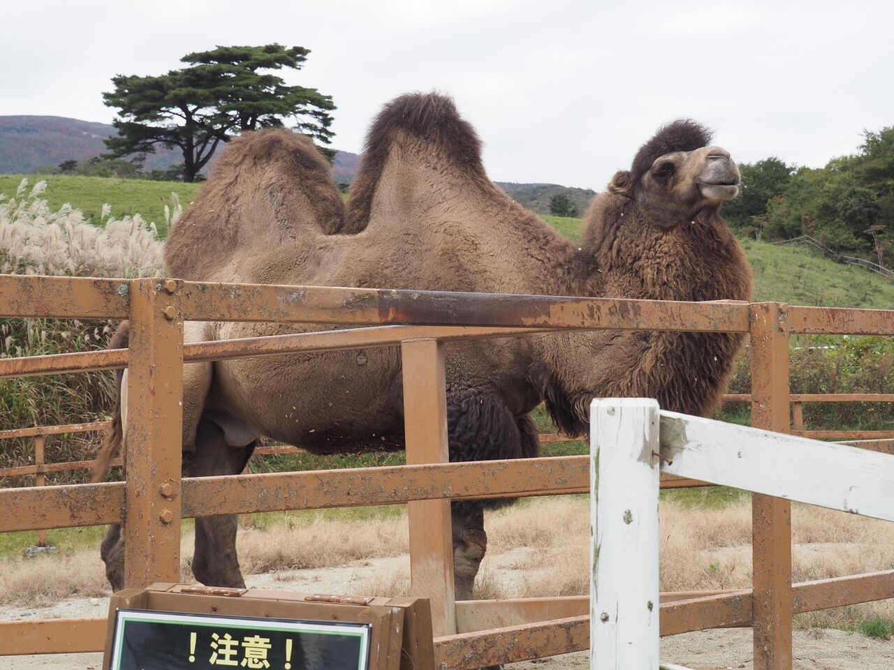 おまけ ラクダライド 馬々とりんごの日々 おまけ ラクダライド 馬々とりんごの日々
