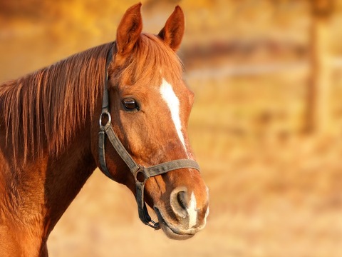horse-1201143_960_720