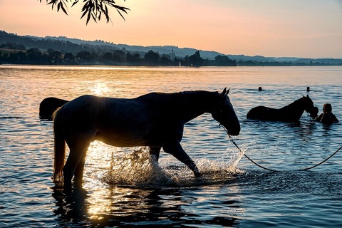 horses-4361207_960_720