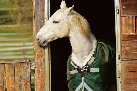 horse-1006558_960_720