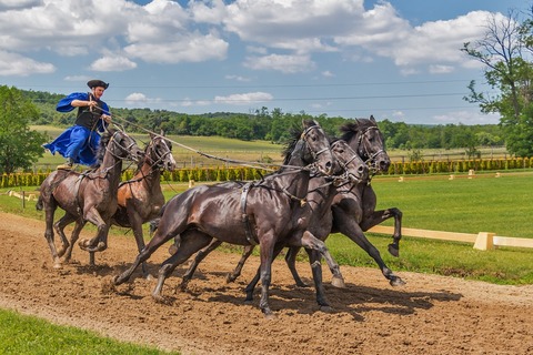 horses-394205_960_720