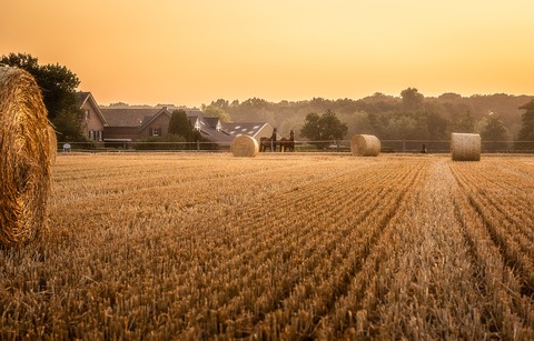 cornfield-3554413_960_720