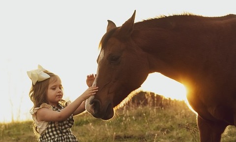 horse-3970041_960_720