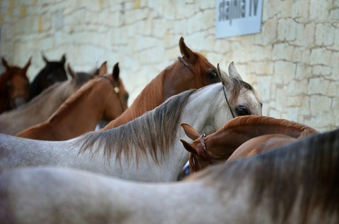 arabian-horse-3791949_960_720
