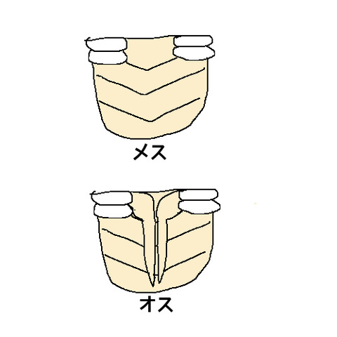 おかめすおす