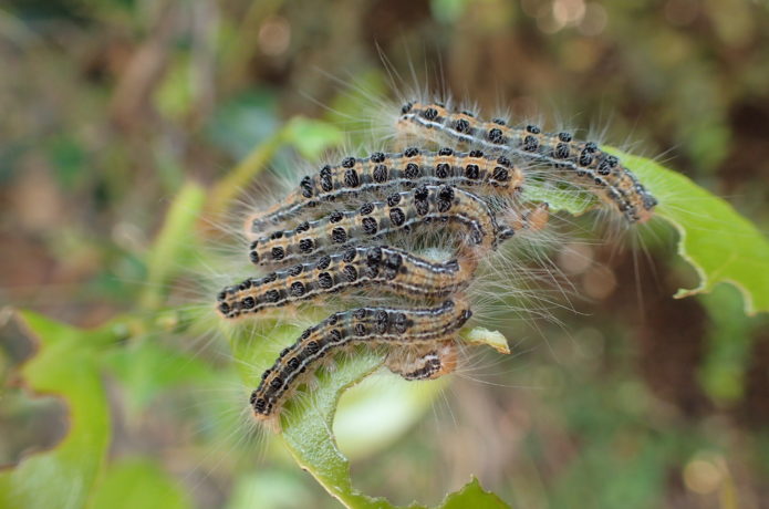 チャドクガにやられた 痒い のたり富岡