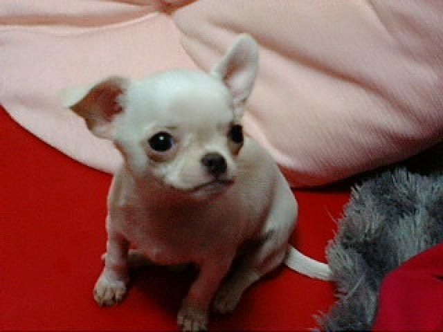 チワワってもはや犬じゃないだろ 奇形だろ奇形 ダメージzero 旧サイト