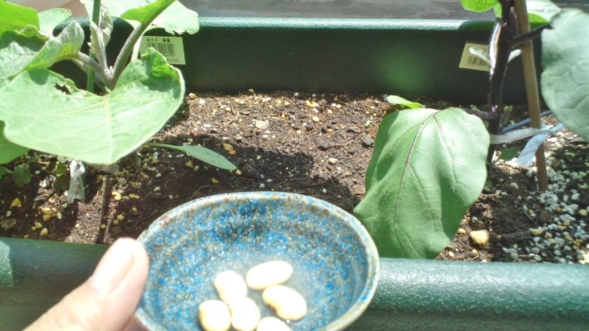 ナスの隙間に 枝豆 の種まきををしていきますお٩ ๑ ๑ ۶コンパニオンプランツ 簡単 ズボラ家庭菜園ブログ ๑ ౪