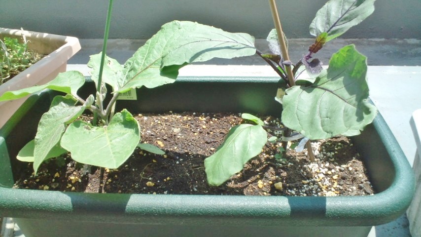 ナス栽培 プランターに２種類植えている 水ナスさんの一番花が咲きましたお٩ ˊᗜˋ و 簡単 ズボラ家庭菜園ブログ ๑ ౪