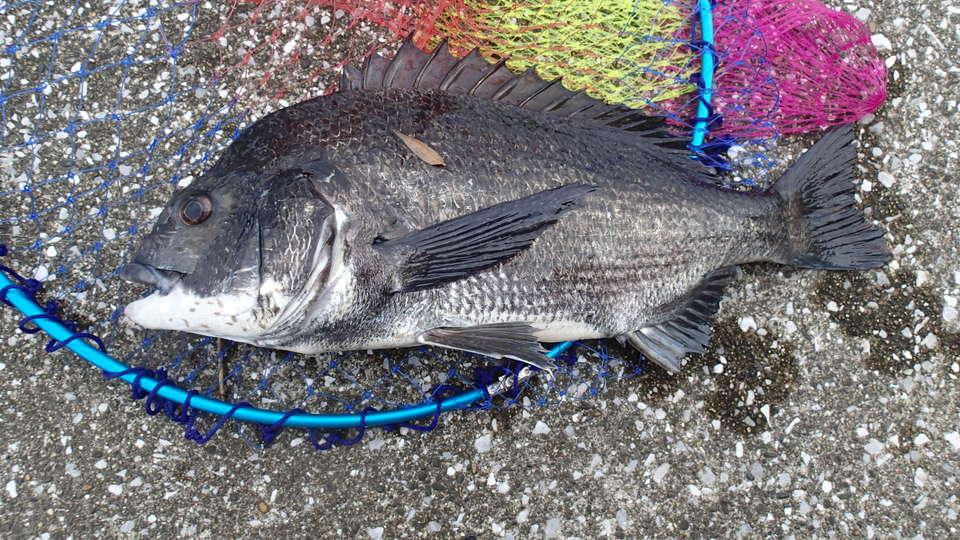 ヘチ釣りは簡単に釣れる 鶴見川 なんちゃってクロダイ