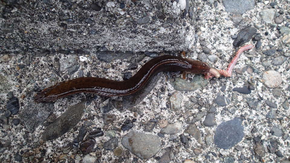 口の青い魚 葉山 なんちゃってクロダイ