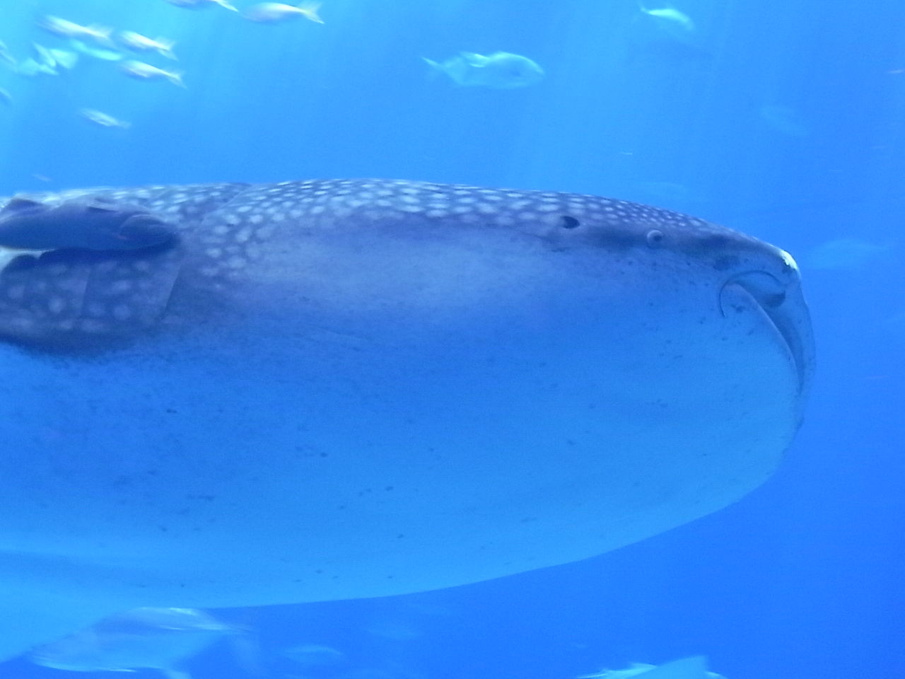 沖縄へ行ってきた ２ ３日目 Dameya 1 144