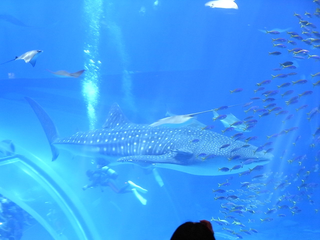 沖縄へ行ってきた 2 3日目 Dameya 1 144 沖縄へ行ってきた 2 3日目 Dameya 1 144