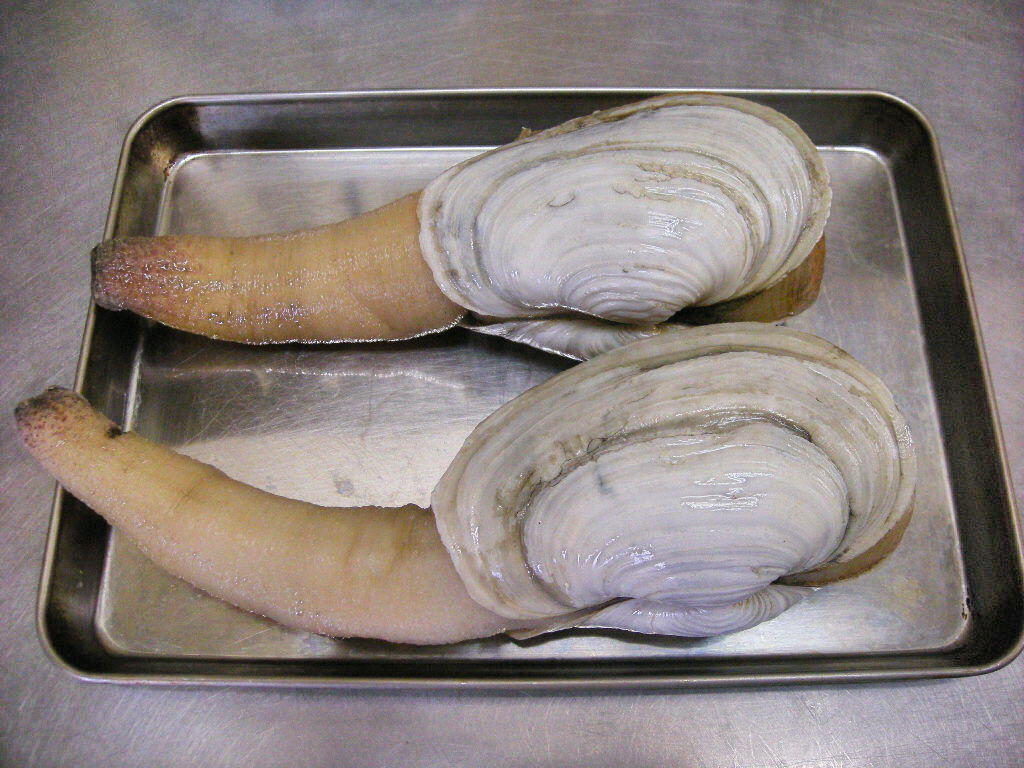 ワイセツ対決 ミル貝ｖｓアケビ でも 人類の起源 ダミアン座頭市