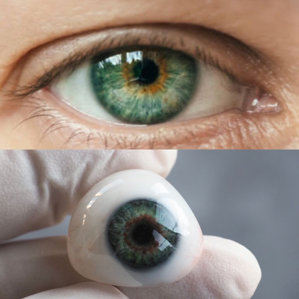 ヒマワリの目 アートアイ ラボ のブログ Dan Art Eye Lab