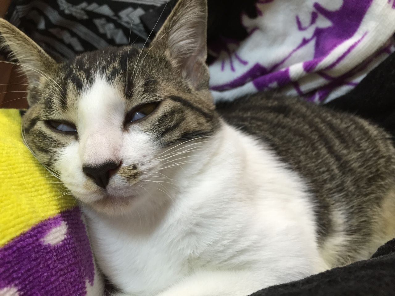 寄り目の逆って何て言うんですか？ : はじめてのねこ