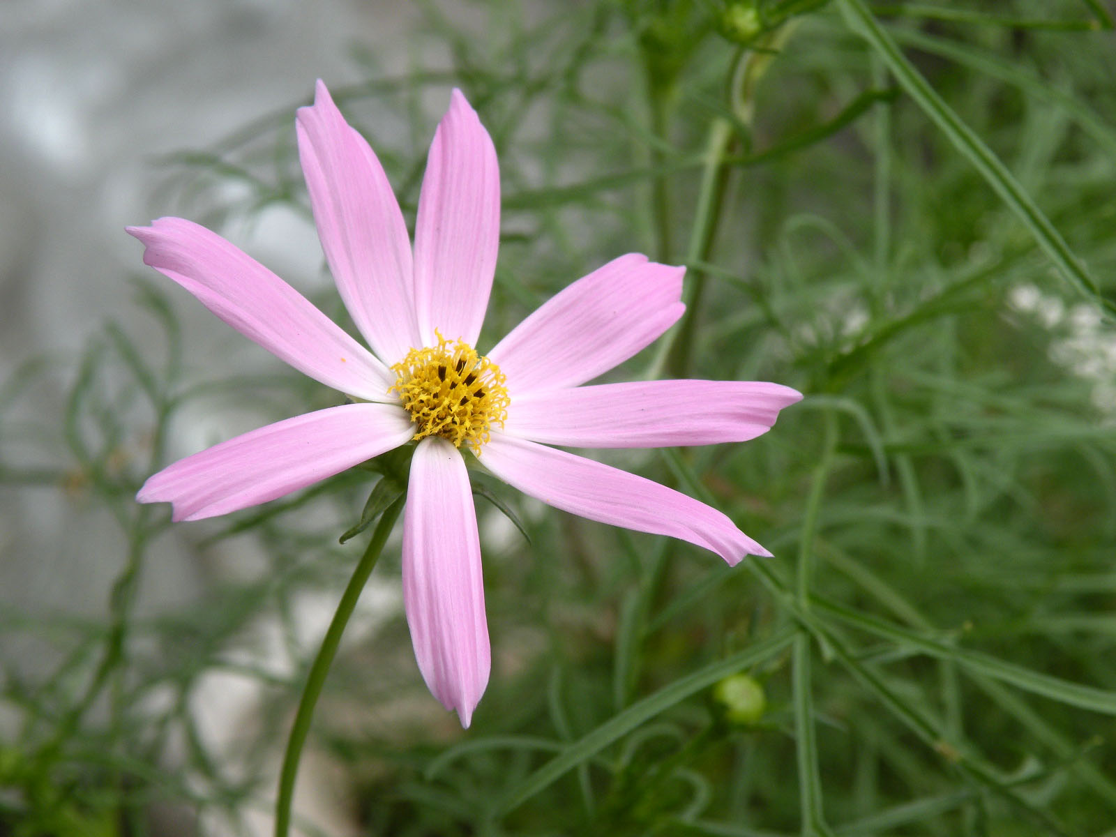楽観的な花占い コスモス ともの季節花アルバム