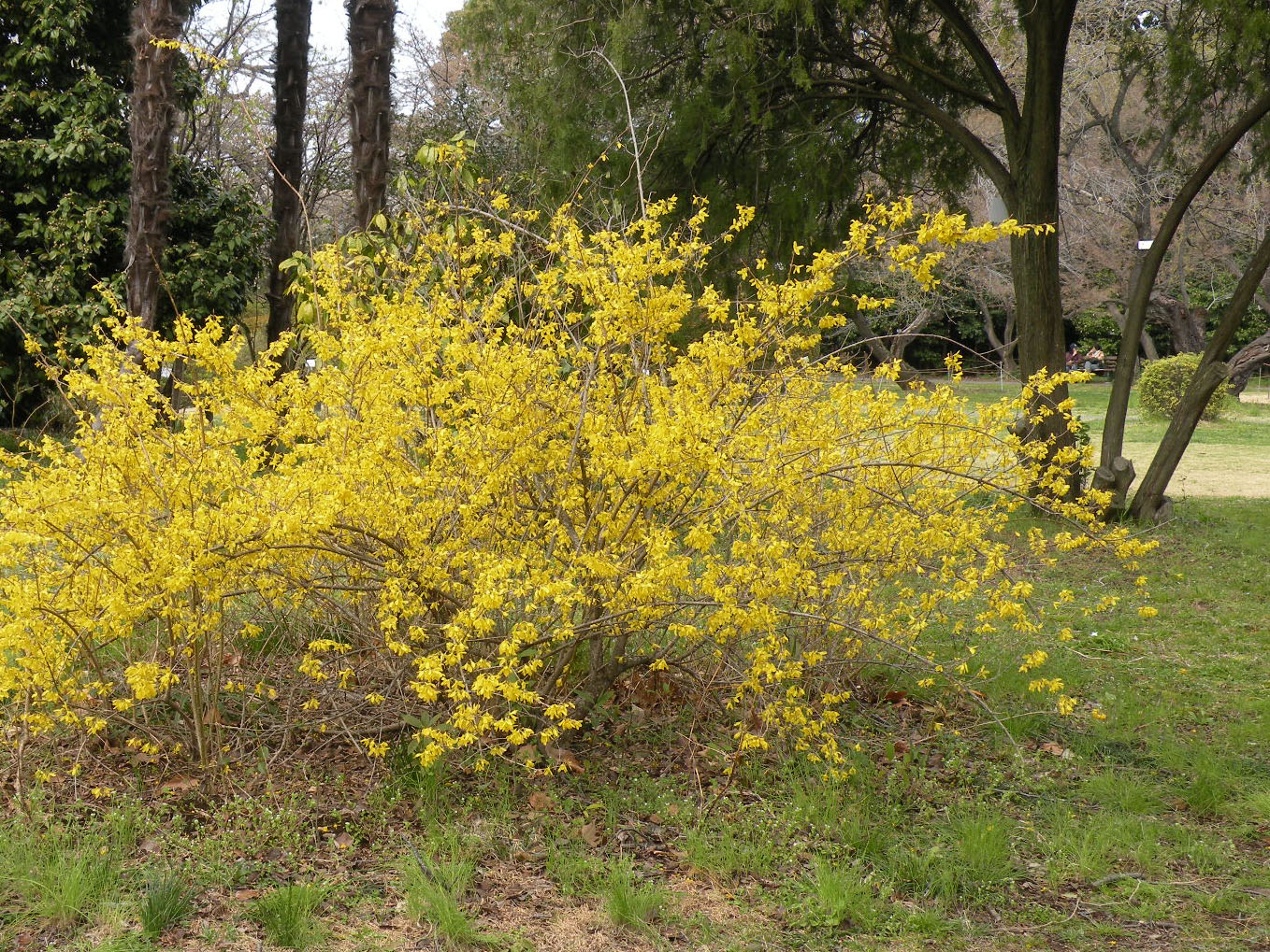 黄色のおみくじ～レンギョウ ともの季節花アルバム
