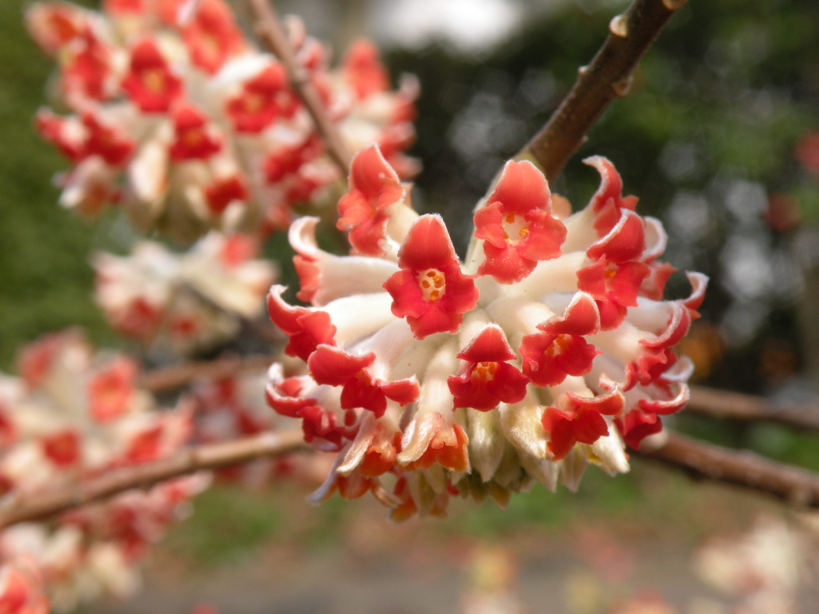 赤い花もあるよ~ミツマタ : ともの季節花アルバム