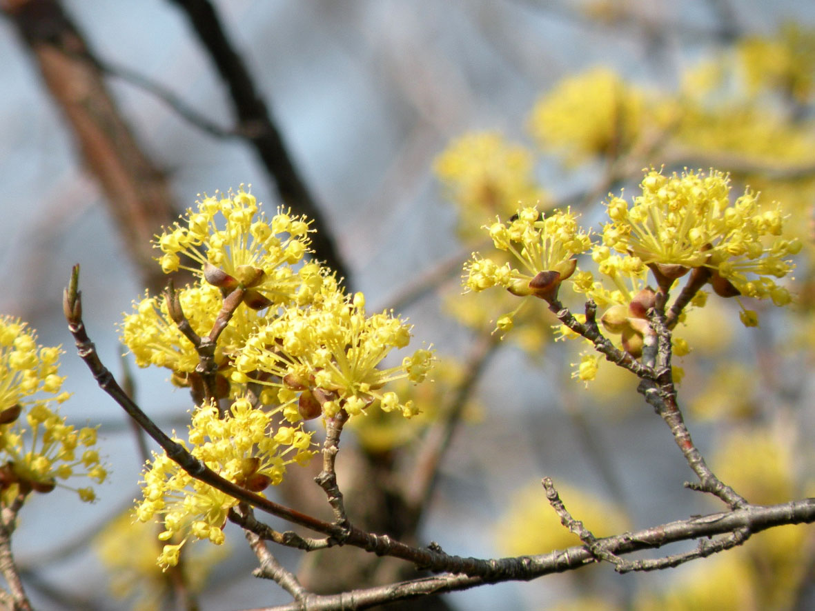 期待が膨らむつぼみ サンシュユ開花 ともの季節花アルバム