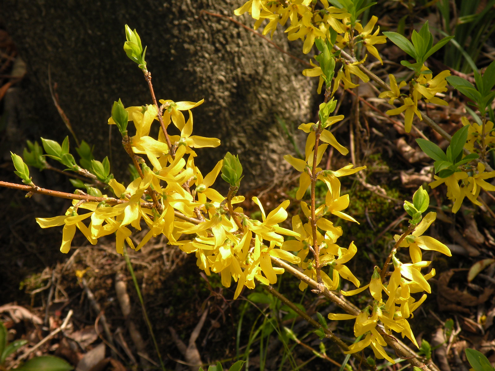 黄色のおみくじ レンギョウ ともの季節花アルバム