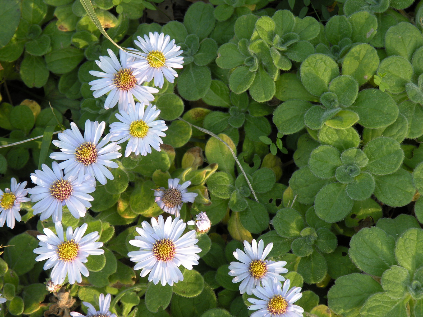 達磨のように ダルマギク ともの季節花アルバム