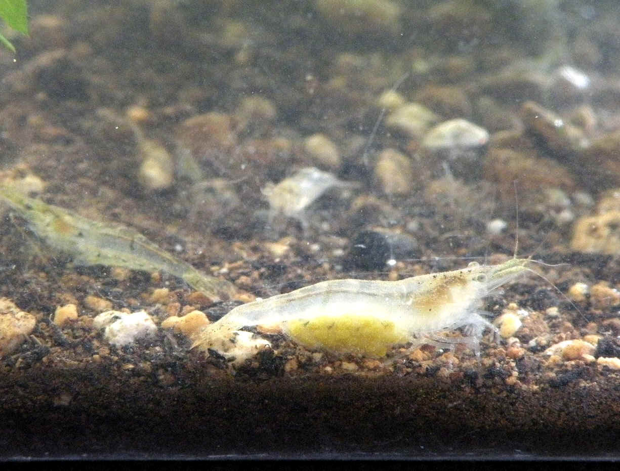 エビはどうした 色違いは卵 ともの季節花アルバム