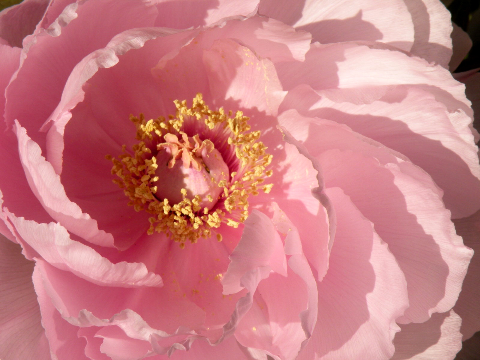 牡丹 と 芍薬 の見分け方を諺に聞く ともの季節花アルバム