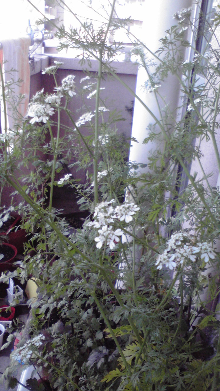 パクチーの花が8分 満開に ディズニーランド 旅行 ハーブ 星見ることが好き