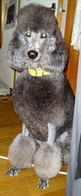 カトリーヌのトリミング スタンダードプードル犬舎 スタンダードプードル ブリーダー物語