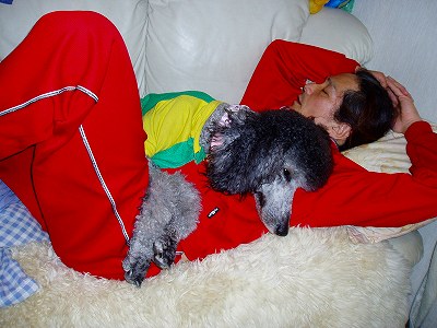 スタンダードプードル犬舎 スタンダードプードル ブリーダー物語 Livedoor Blog ブログ スタンダードプードル犬舎 スタンダードプードル ブリーダー物語 Livedoor Blog ブログ