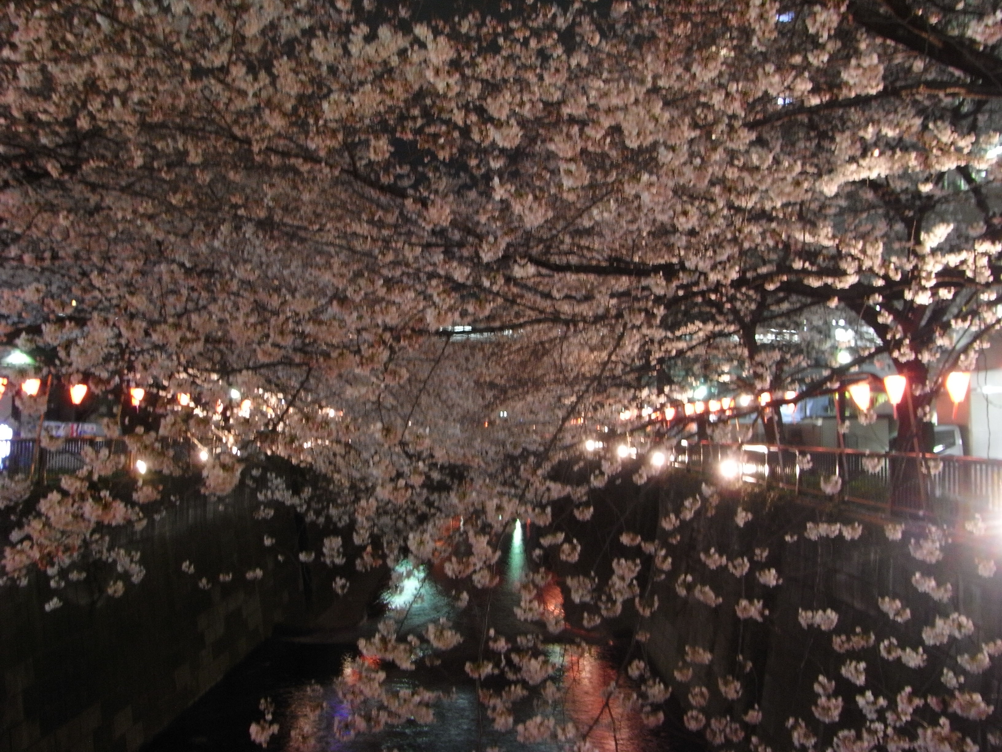 ダンディの生活 : 中目黒桜まつりを見て、からの！