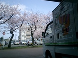 団地の桜