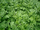 CIMG0085
