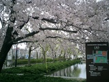 みなとぴあの桜
