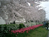 やすらぎ堤の桜