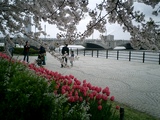 萬代橋と桜