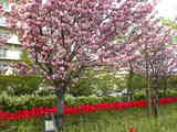 八重桜とチューリップ