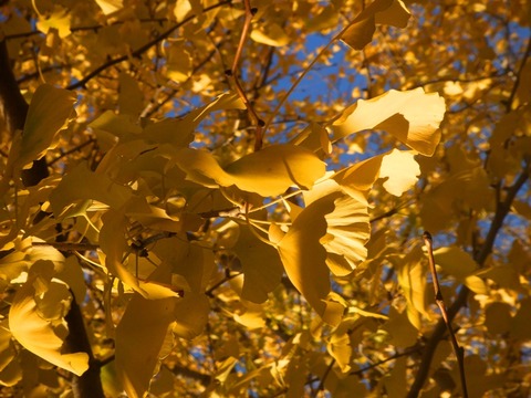20101204 155