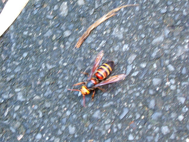 ｽｽﾞﾒﾊﾞﾁに刺された 白猪の滝 お気楽アルプ日記