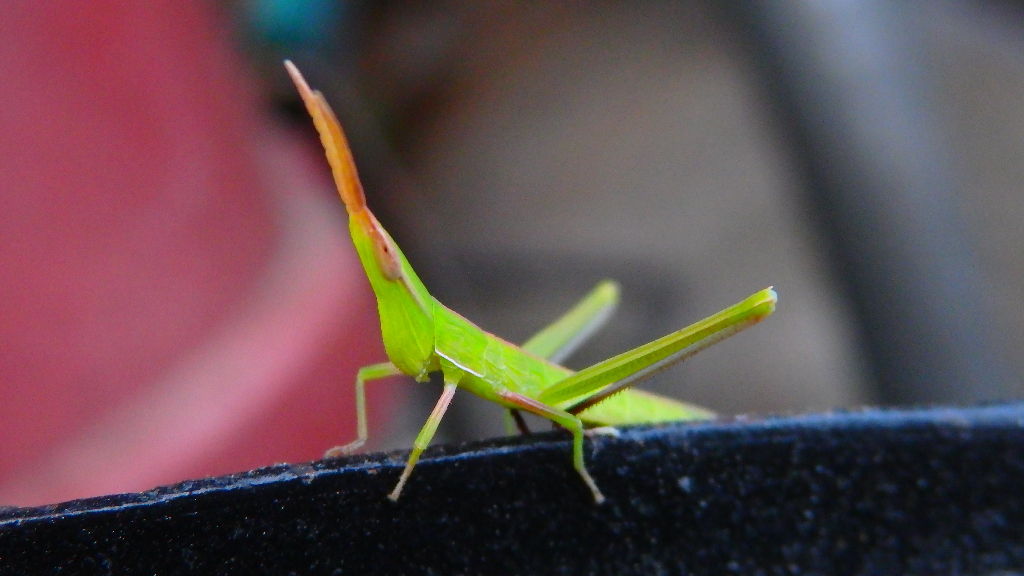 ショウリョウバッタの子供 ダンコフエリア ショウリョウバッタの子供 ダンコフエリア